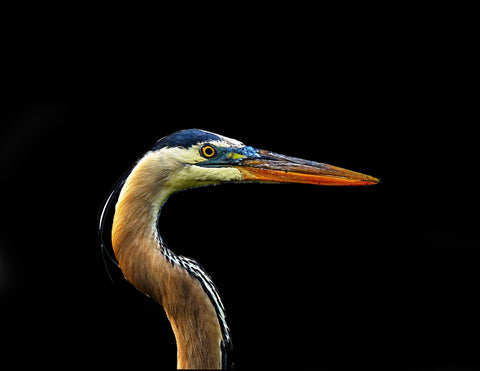 Canvas prints 8X 10 “Strut”