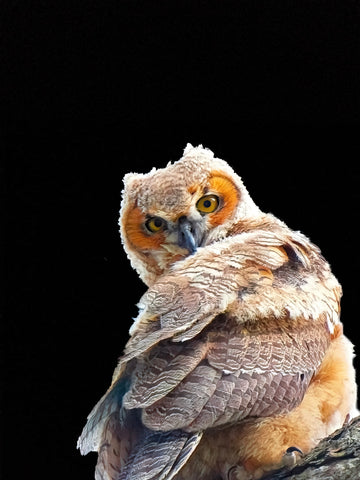 Canvas prints 8X 10 “The Watcher”