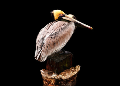 Canvas prints 8X 10 “Vantage”