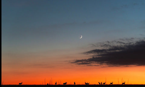 Canvas prints 16x20 “Guardian”