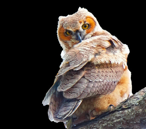 Owl photos by Lon Hodge